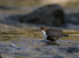 Strmstare [White-throated Dipper] (IMG_4921)