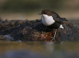 Strmstare [White-throated Dipper] (IMG_4947)