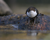 Strmstare [White-throated Dipper] (IMG_4993)