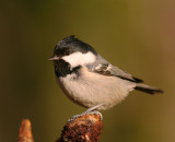 Svartmes [Coal Tit] (IMG_2883)