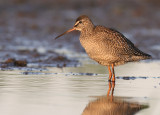 Svartsnppa [Spotted Redshank] (IMG_9192)