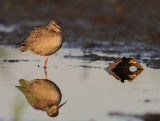 Svartsnppa [Spotted Redshank] (IMG_9293)