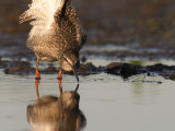 Svartsnppa [Spotted Redshank] (IMG_9701)