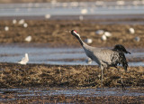 Trana [Common Crane] (IMG_0821)