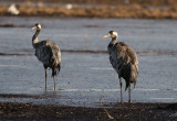 Trana [Common Crane] (IMG_0867)