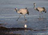 Trana [Common Crane] (IMG_0890)