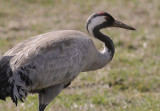 Trana [Common Crane] (IMG_1254)