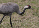 Trana [Common Crane] (IMG_1298)