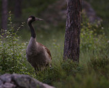 Trana [Common Crane] (IMG_0482)