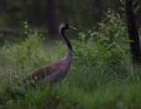 Trana [Common Crane] (IMG_0523)