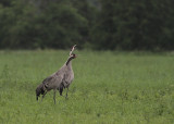 Trana [Common Crane] (IMG_9797)