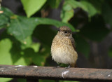 Rdstjrt [Common Redstart] (IMG_0009)