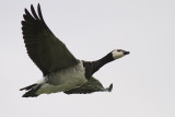 Vitkindad gs [Barnacle Goose] (IMG_2451)