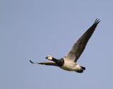 Vitkindad gs [Barnacle Goose] (IMG_2995)