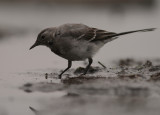 Sdesrla [White Wagtail] (IMG_1377)