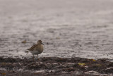 Tuvsnppa [Pectoral Sandpiper] (IMG_4799)