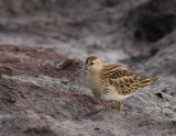 Tuvsnppa [Pectoral Sandpiper] (IMG_4932)