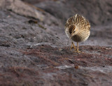 Tuvsnppa [Pectoral Sandpiper] (IMG_4950)