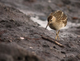 Tuvsnppa [Pectoral Sandpiper] (IMG_5023)