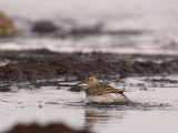 Tuvsnppa [Pectoral Sandpiper] (IMG_5237)