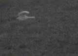 Kohger [Cattle Egret] (IMG_9411)