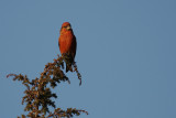 Mindre korsnbb [Common Crossbill] (IMG_6281)