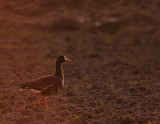 Blsgs [Greater White-fronted Goose] (IMG_3512)