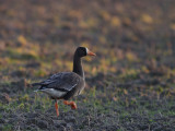 Blsgs [Greater White-fronted Goose] (IMG_8502)