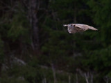 Lappuggla [Great Grey Owl] (IMG_2781)