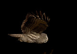 Lappuggla [Great Grey Owl] (IMG_3417)
