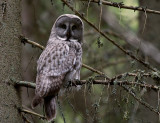 Lappuggla [Great Grey Owl] (IMG_3474)