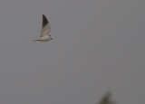 Svartvingad glada [Black winged kite] (IMG_5188)