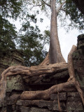 FIG TREE ROOTS ON TA  PROHM TEMPLE