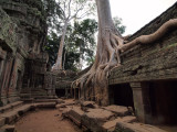 FIG TREE ROOTS ON TA PROHM TEMPLE