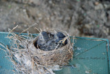 Our Baby Robins