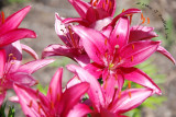 Hot Lilies