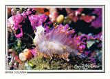 001   Dironid nudibranch or sea slug (Janolus fuscus), Renate Reef, Barkley Sound