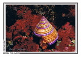 008   Purple-ringed top snail (Calliostoma annulatum), Tyler Rock, Barkley Sound