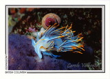 015 Opalescent nudibranch (Hermissenda crassicornis), Renate Reef, Barkley Sound