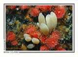 029 Aggregate vase sponge (Leucilla nuttinga) and strawberry anemones (Corynactis californica), Grouse Island, Campbell River