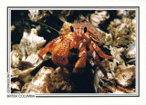 037   Armed hermit crab (Pagurus armatus), Juan de Fuca Strait
