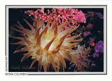 074   Crimson anemone (Cribrinopsis fernaldi), Rosedale Reef, Juan de Fuca Strait