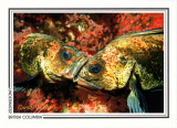 149   Quillback rockfish (Sebastes maliger), Richmond Reef, Quadra Island area