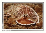 167   Brown-striped nudibranch (Armina californica), Stryker Island, Queen Charlotte Sound