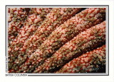 178 Sunflower star, detail (Pycnopodia helianthoides), Discovery Passage, Campbell River area