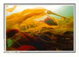 183 Bull kelp (Nereocystis luetkeana), Discovery Passage, Quadra Island area
