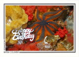 186 Striped sunstar (Solaster stimpsoni), Browning Passage, Queen Charlotte Strait