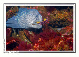 193 Wolf-eel, male, female in den (Anarrhichthys ocellatus), Crocker Rock, Queen Charlotte Strait