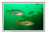 205   Yellowtail rockfish (Sebastes flavidus), Lous Hole, Slingsby Channel