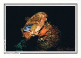 208   Black rockfish (Sebastes melanops), shipwreck Vanlene, Austin Island, Barkley Sound